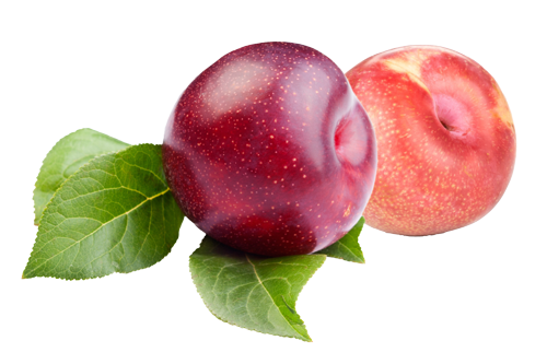 Moonlight plums