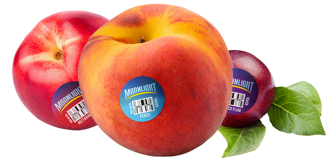 Moonlight nectarine, peach and plum